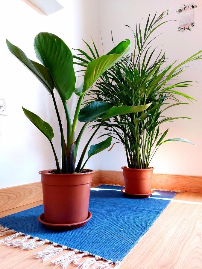 Casa Ledù - Sunny Holiday in Fuerteventura Corralejo Extérieur photo